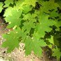 Acer platanoides 'Globosum'